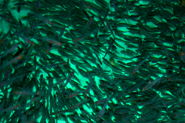 Aquakulturkonzepte, Besatzkonzepte von Kreislaufanlagen unserer Smartfischkunden im Bereich Zanderzucht.